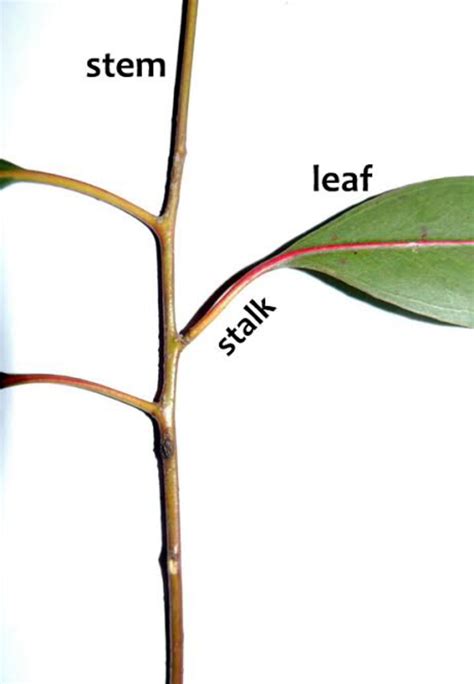 Understanding the Difference Between Stems and Stalks in Plants.